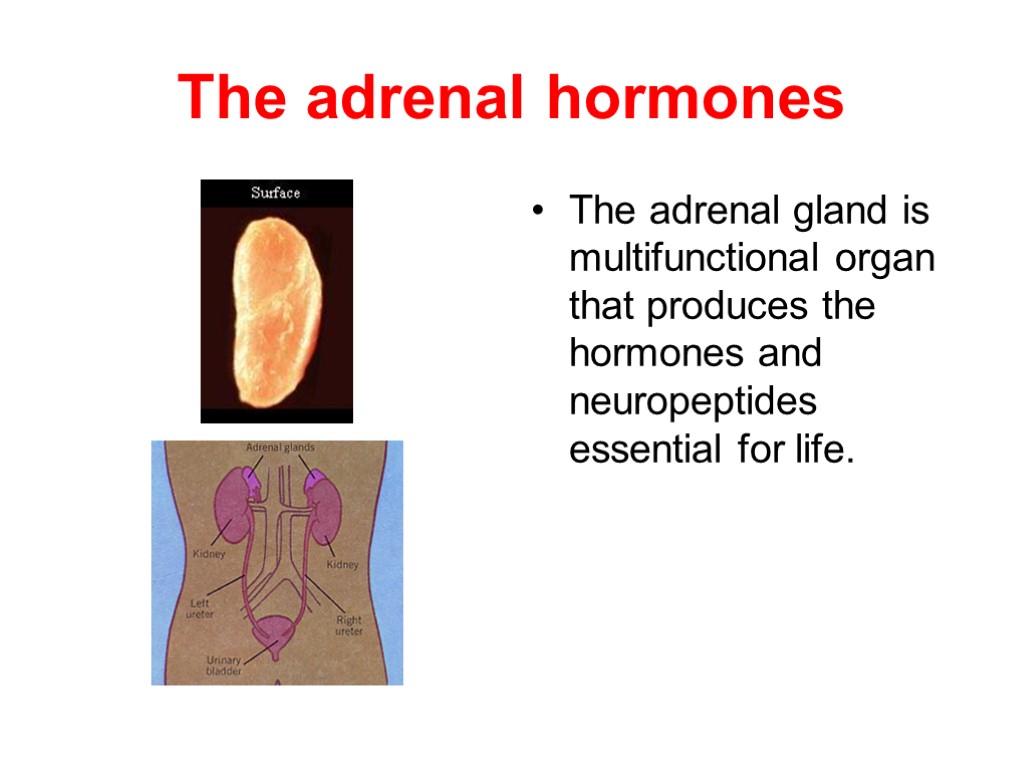 The adrenal hormones The adrenal gland is multifunctional organ that produces the hormones and